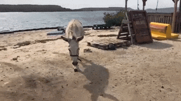 Donkey Curacao GIF by Pippi's opvang