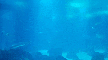 Ocean GIF