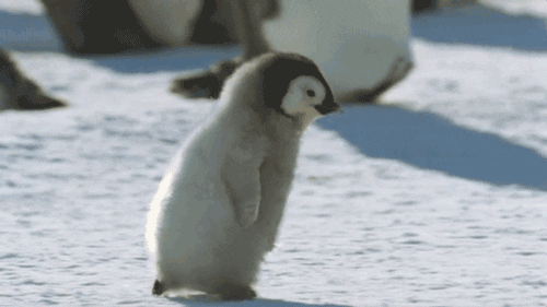 Image result for penguin gif