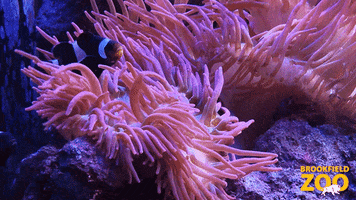 Finding Nemo Ocean GIF by Brookfield Zoo