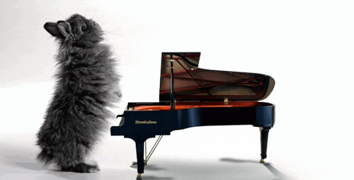 Bunny Playing Piano GIFs - Get the best GIF on GIPHY