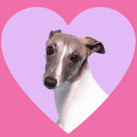 Dog Love GIF by Macattack