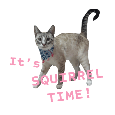 Cat Squirrel Sticker by happycat