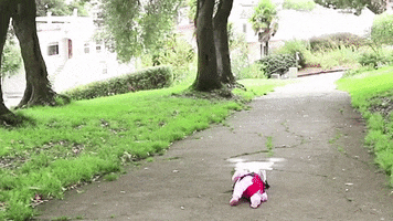 Baby GIF