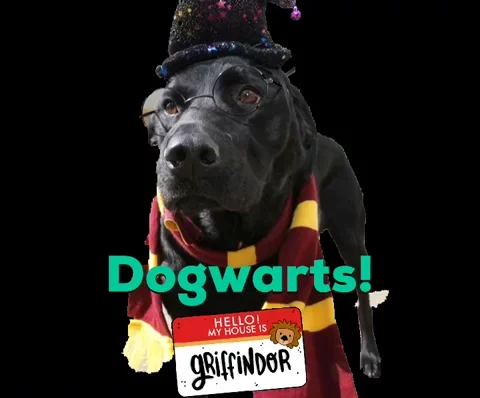 Harry Potter Dog GIF