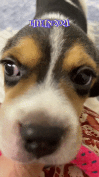 Cute Dog Dogs GIF - CuteDog Dogs Huskys - Discover & Share GIFs