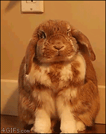excited bunny GIF