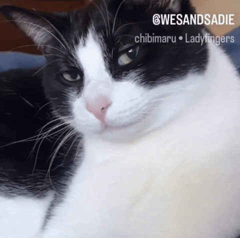 Cat Wink GIF