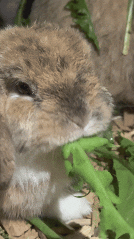 Bunny GIF
