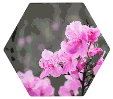 Горы Sticker by bigaltai