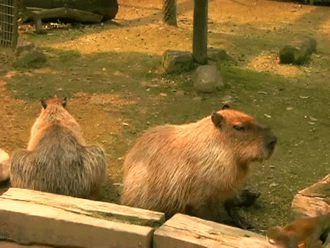 monkey capybara GIF
