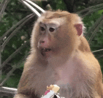 Analgin GIF