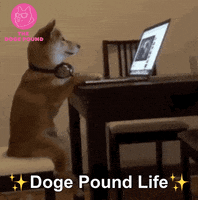 Elon Musk Nft GIF by The Doge Pound