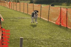 Tananavalleykennelclub GIF by TVKC