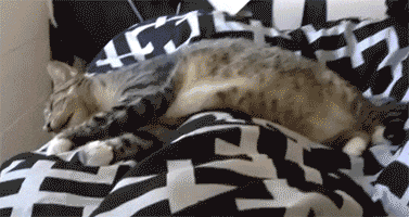 https://media0.giphy.com/media/HEBsq3fwU5R6w/giphy.gif
