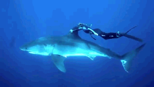 Diving For The Ocean GIFs - Get the best GIF on GIPHY