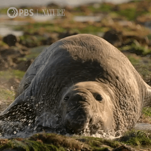 Marine Life Ocean GIF by Nature on PBS
