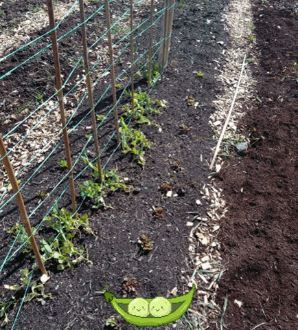 Peas GIF