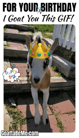 Happy Birthday Pet GIF by Goatta Be Me Goats! Adventures of Java, Toffee, Pumpkin and Cookie!!