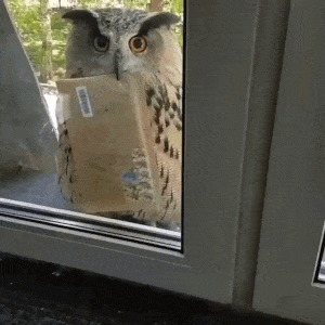 Owl GIF