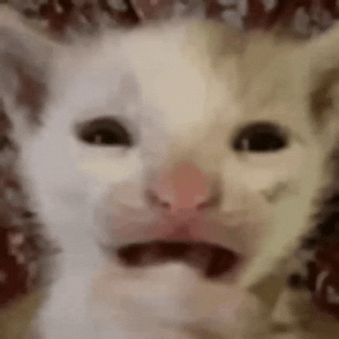 Cat Wtf GIF
