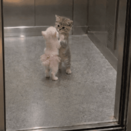 Cat Kitten GIF
