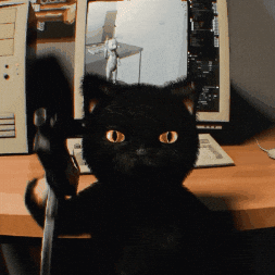 Black Cat GIF