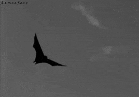 black and white bat GIF