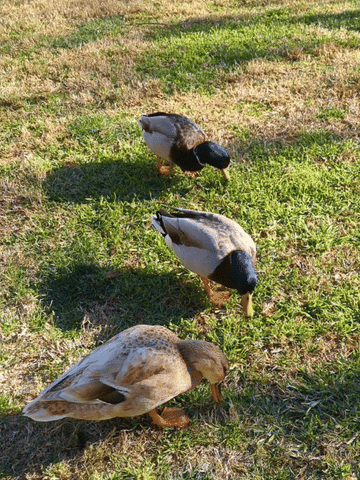 Duck GIF