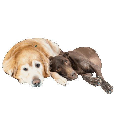 Sticker by Black Mountain Photography