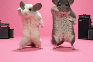 Dance Sue GIF