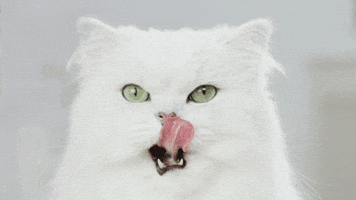 Licking Lips Fancy Cat GIF by PurinaUS