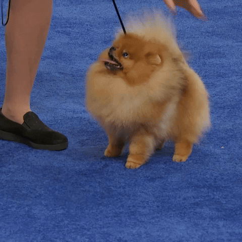 Dog Show Pomeranian GIF by NBC