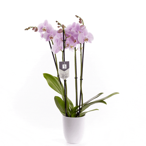 Plant Phalaenopsis GIF by Piet Vijverberg