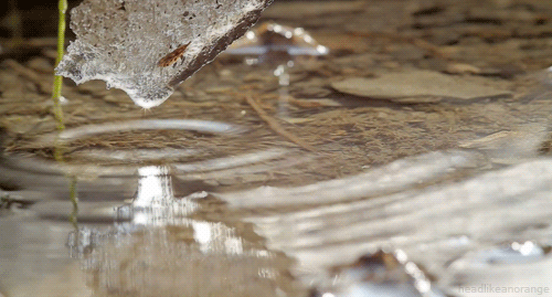 Water Melting GIF by Head Like an Orange - Find & Share on GIPHY