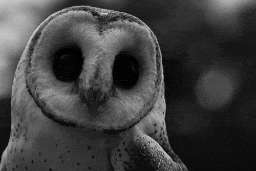 Black And White Owl Gif Find Share On Giphy