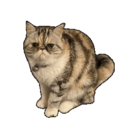 Cat Nala Sticker by Karen Toyoshima