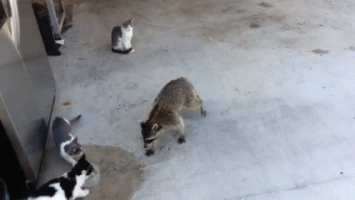 cat steal GIF