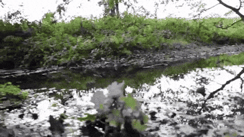 hunta10  GIF