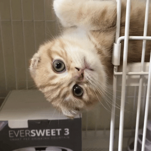 Cat Wink GIF