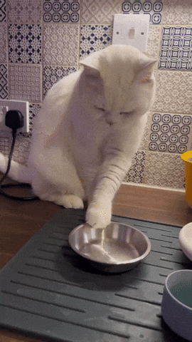 Cat animation