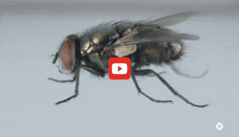 GIF by KQEDScience