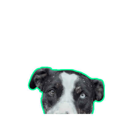 Pampered Pet Inn Sticker