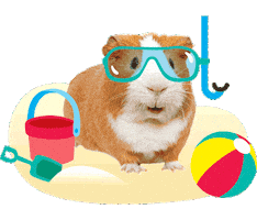 Guinea Pig Summer Sticker by Schoolgirl Style Classroom Decor