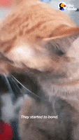 Cat Dog GIF by The Dodo