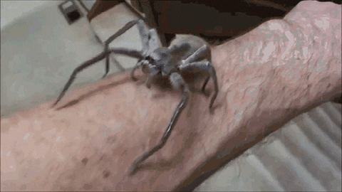 Spider GIF - Find & Share on GIPHY