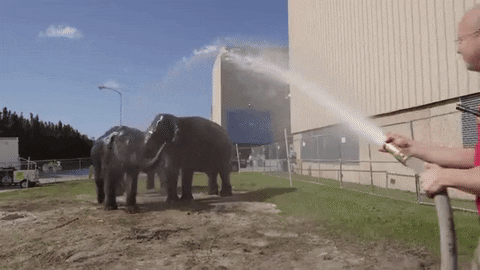 thirsty ringling bros GIF by Ringling Bros. and Barnum & Bailey
