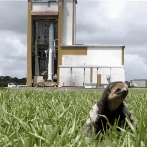Launch Site Sloth GIF by Storyful