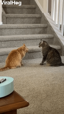 Crafty Kitty Keeps Brother In Cheeky Hold GIF by ViralHog