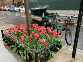 Green Power Bike GIF by Common Ground Compost